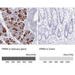 PRR4 Antibody, Novus Biologicals:Antibodies:Primary Antibodies